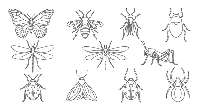 Insects and bugs line drawings collection.