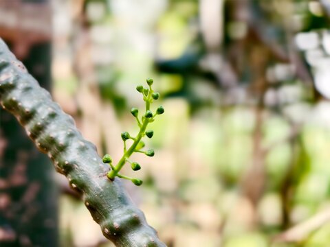 Tinospora cordifolia commonly known as giloy and guduchi is budding through its stem close-up image