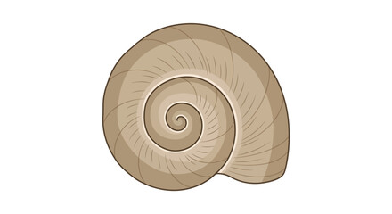 Brown spiral gastropod snail shell illustration on white background © tri