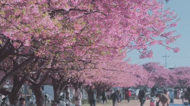 Unrecognizable people enjoying walk under pink cherry blossoms in Japanese park nature in sunny spring. Sakura bloom petals at hanami blossom season. Crowd travel in traditional celebration outdoors