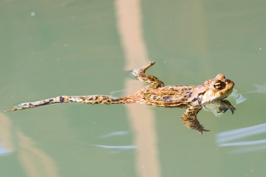 Common Toad (Bufo bufo) &ndash; Adult amphibian during breeding season &ndash; common in the wild in the Czech Republic