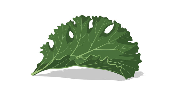 Fresh green kale leaf illustration on white