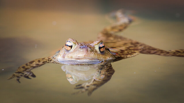 Common Toad (Bufo bufo) &ndash; Adult amphibian during breeding season &ndash; common in the wild in the Czech Republic