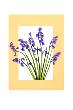 Springtime bluebell wild flower abstract floral design with purple bow gold frame border on white background, seasonal flower arrangement for logo, greeting card.