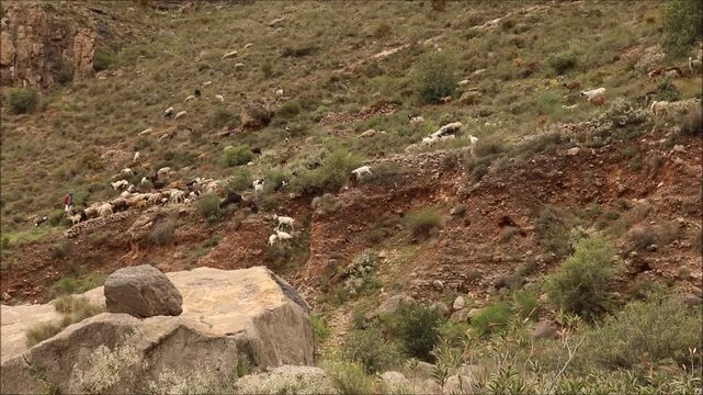 Goats and rams grazing and walking down the valley in the desert of Almeria in Spain
