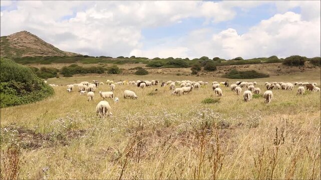 Flock of sheep grazing peacefully in a dry, grassy meadow under a cloudy sky