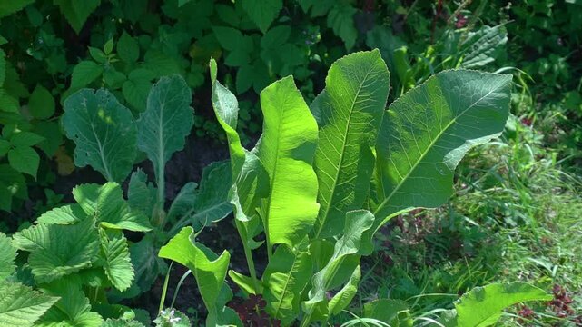 Lush Green Horseradish Leaves Growing in a Garden Bed