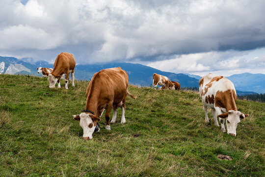 A group of brown and white cows grazes on a lush green mountain ridge with a dramatic, cloudy mountain range in the background in Slovenia