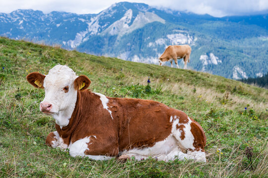 A brown and white cow lies peacefully on a grassy mountain slope with a stunning view of rugged, blue-toned Alpine peaks in the background in Slovenia.