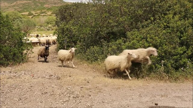 Flock of sheep crossing a rural road surrounded by green vegetation and hills