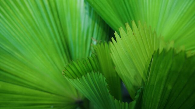 Close up of Green Fan Palm Leaves with Natural Sunlight