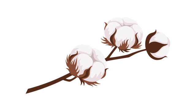 Single branch of natural cotton with three soft white bolls on a dark brown stem against a plain white background.