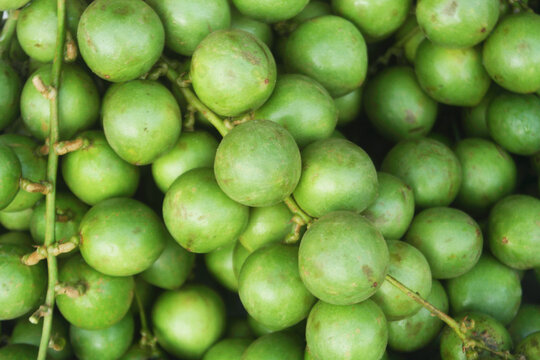 Many green Burmese grape fruits as background, Baccaurea ramiflora