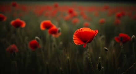 Fototapeta premium Vibrant red poppies in a field a close up floral portrait