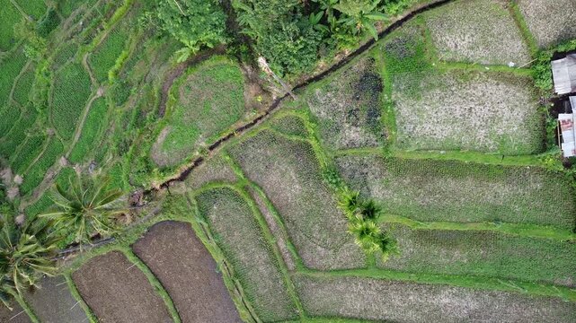 Top-down aerial view rising above intricate rice field patterns in Tetebatu, Indonesia