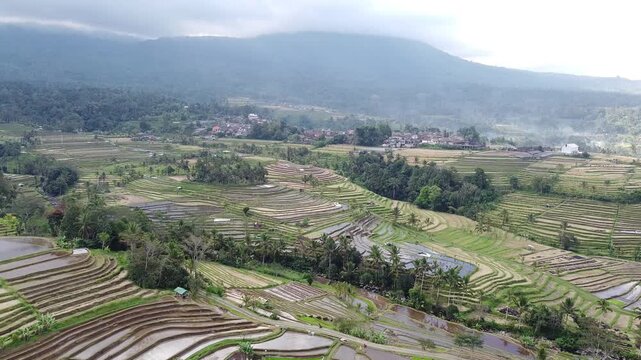 Aerial drone views over the lush Jatiluwih Rice Terraces in Bali, Indonesia