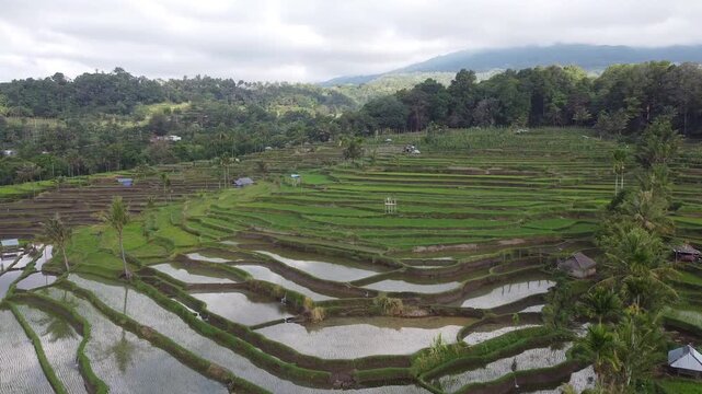 Cinematic tracking shot over the emerald green rice paddies of Tetebatu, Lombok Indonesia