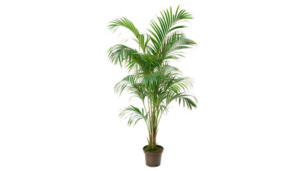 howea forsteriana the kentia palm thatch palm isolated on transparent background cut out © AAAstock2025