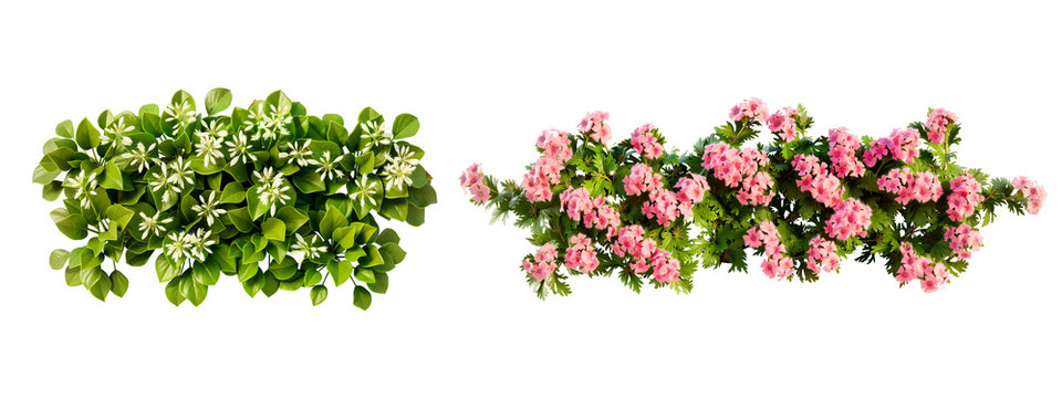 An aerial view of the tree against a white background.
