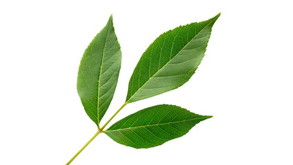 Naklejka premium fraxinus americana isolated on transparent background cut out