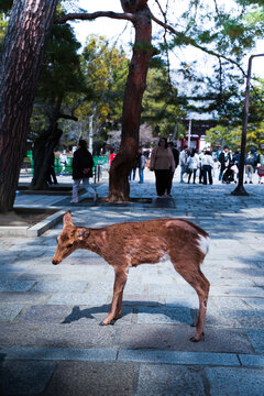 Baby deer in Nara Park in Japan