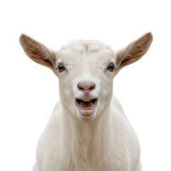 Fototapeta premium Close-up portrait of a white baby goat isolated on a transparent background
