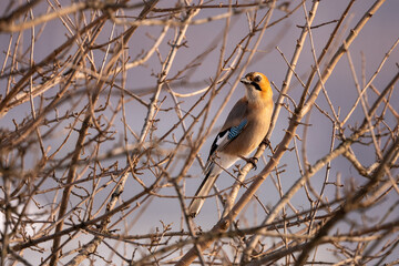Obraz premium The pinkish-brown plumage in the wild in eastern Hokkaido during the winter in Japan.