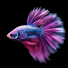 Fototapeta premium siamese fighting fish