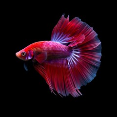 Fototapeta premium siamese fighting fish