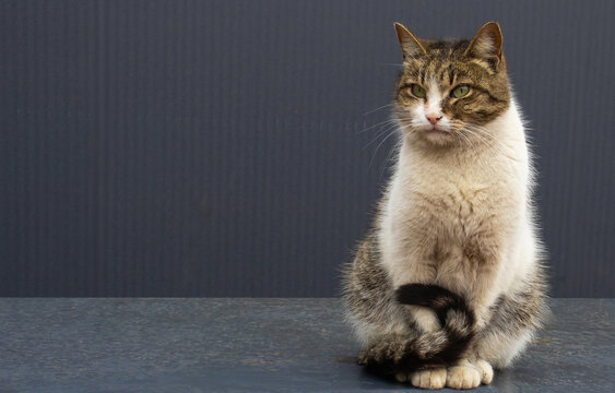 Cat sitting on a table in front of a dark background during the day looking directly at the camera