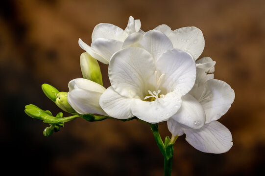 Macro of white freesia flowers with water drops on textured brown background