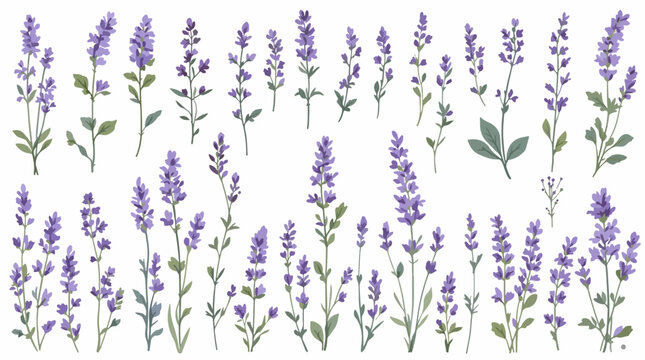 lavender flowers on white background