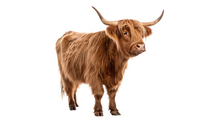 Highland cow stands isolated on transparent background cut out © 1png-stock