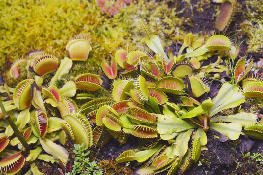 Venus flytrap. Bright leaves of the plant in the botanical garden. Carnivorous insectivorous plant.