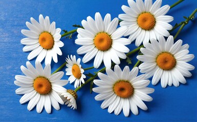 Fototapeta premium White daisies with yellow centers scattered on a vibrant blue
