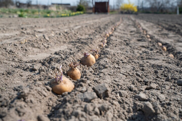 Sadzenie ziemniaków w polu – kiełkujące bulwy w rzędach, rolnictwo © siwyk
