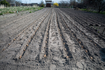 Sadzenie ziemniaków w polu – kiełkujące bulwy w rzędach, rolnictwo © siwyk