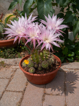 Beautiful pink  flowers cactus Echinopsis oxygonain Greece