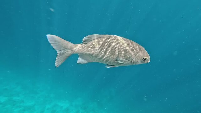 Bermuda chub fish swims in Red Sea in Egypt. Underwater life, snorkeling.