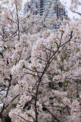 Fototapeta premium 都心風景 満開のソメイヨシノ