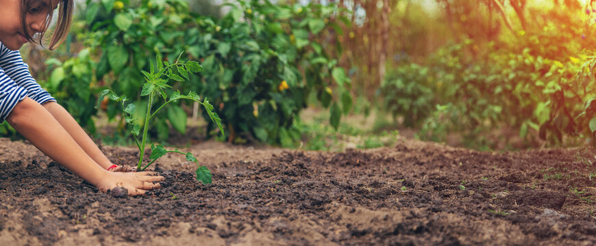 The child is planting a plant in the garden. Selective focus.