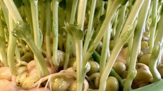 Fresh pea sprouts and microgreens being handled and prepared on a kitchen counter, healthy food ingredient, plant based nutrition, natural cooking concept.