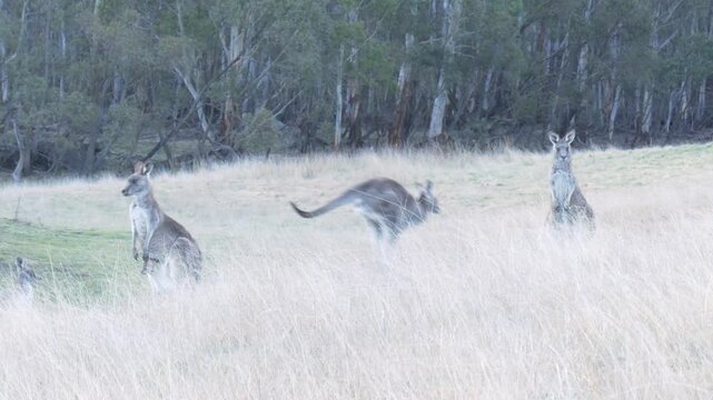 Eastern Grey Kangaroos (macropus giganteus) standing in field hopping away in afternoon 4k