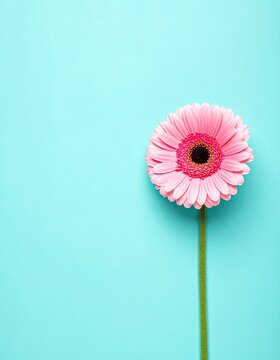 A vibrant pink gerbera daisy stands tall against a bright turquoise background, creating a cheerful and minimalist floral composition.