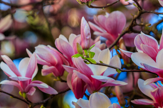 Magnolia tree in full bloom with lush spring blossoms