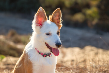 Side profile portrait of a playful white and tan Border Collie puppy with large perky ears. The dog is sitting in a field during sunset, wearing a pink collar with its tongue out. © mialcas