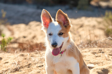 Side profile portrait of a playful white and tan Border Collie puppy with large perky ears. The dog is sitting in a field during sunset, wearing a pink collar with its tongue out. © mialcas