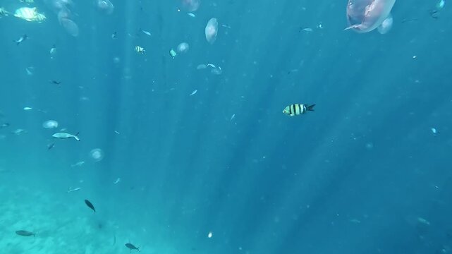 Bermuda chub or black snapper fish swimming among jellyfish in Red sea. Underwater life, snorkeling.