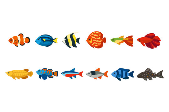 Collection Of Tropical Aquarium Fish