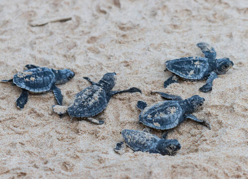 A group of baby turtles are laying on the sand